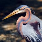 As a bird flies in the house, what is the spiritual deal? 10 the spiritual deal